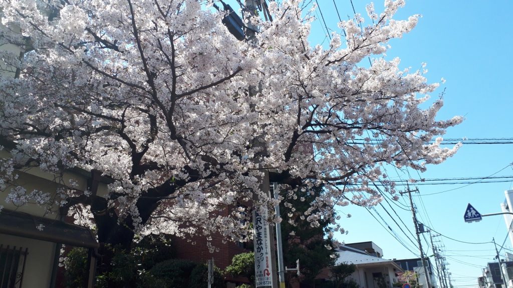 桜も満開ですね。