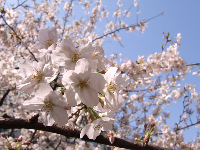 sakura